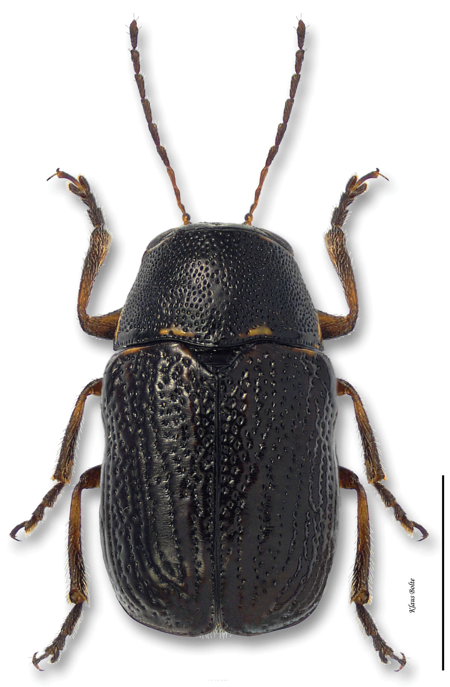 Image of Pachybrachis nigricornis (Say 1824)