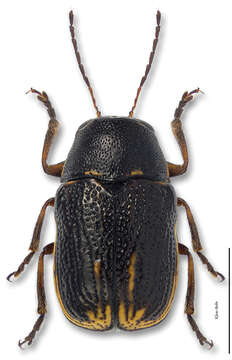 Image of Pachybrachis nigricornis (Say 1824)