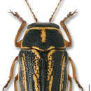 Image of Pachybrachis othonus othonus (Say 1825)