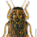 Image of Pachybrachis pectoralis (F. E. Melsheimer 1847)