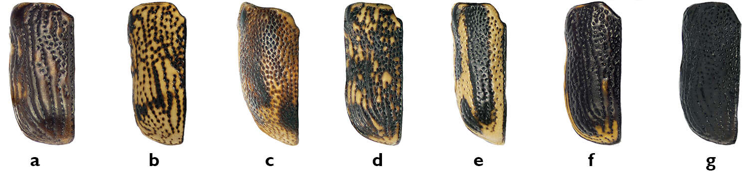 Plancia ëd Pachybrachis spumarius Suffrian 1852