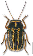 Image of Panarthropoda