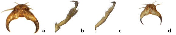 Image of Panarthropoda