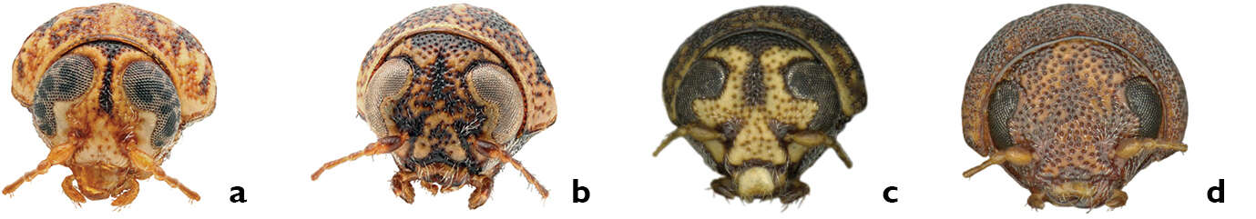 Image of Pachybrachis atomarius (F. E. Melsheimer 1847)