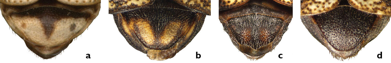 Image of Pachybrachis atomarius (F. E. Melsheimer 1847)