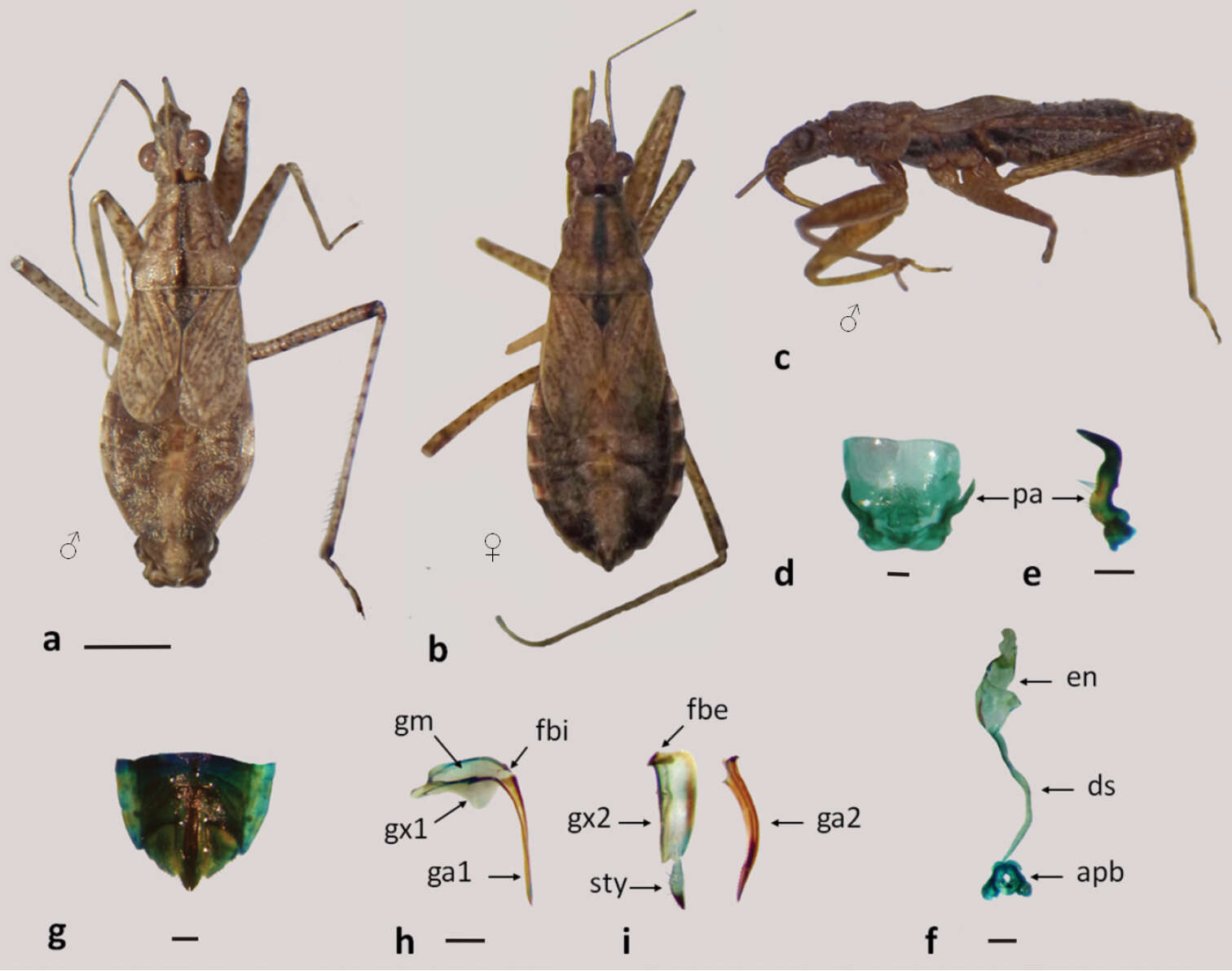 Image of <i>Nabis paranensis</i> Harris 1931