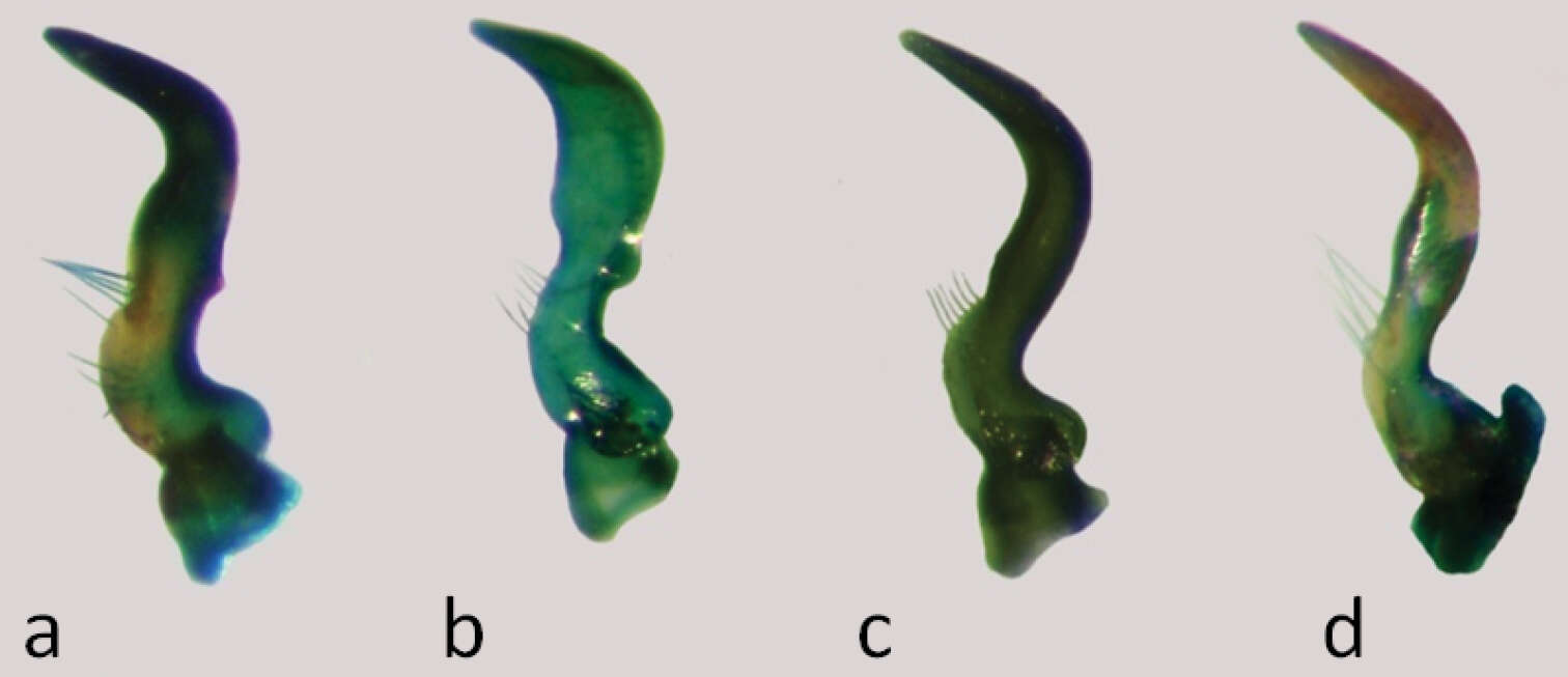 Image of <i>Nabis paranensis</i> Harris 1931