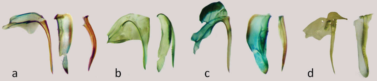 Image of <i>Nabis paranensis</i> Harris 1931