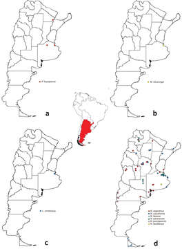 Image de <i>Nabis paranensis</i> Harris 1931