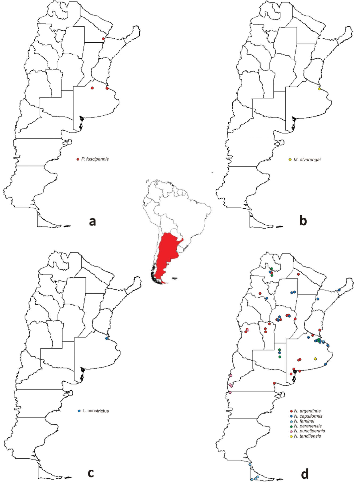 Image of <i>Nabis paranensis</i> Harris 1931