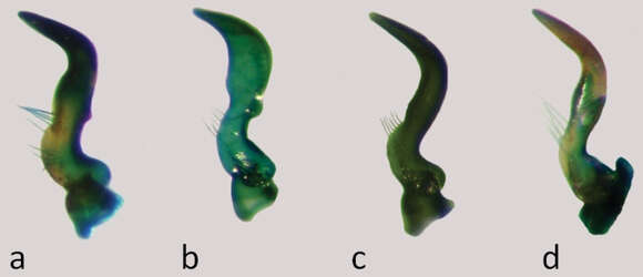 Image of <i>Nabis argentinus</i> Meyer-Duer 1870