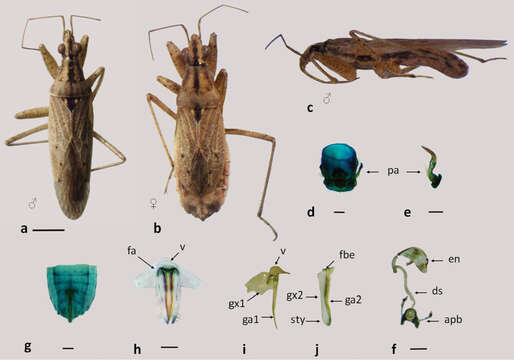 Image of <i>Nabis punctipennis</i> Blanchard 1852