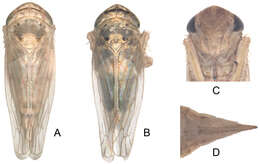 Sivun Exitianus nanus Distant 1908 kuva