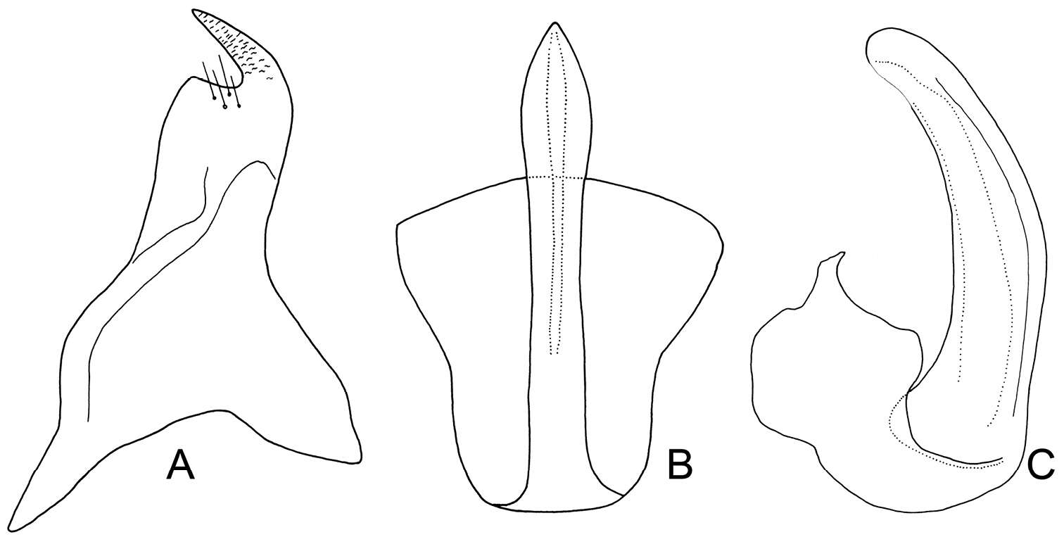 Plancia ëd Exitianus nanus Distant 1908