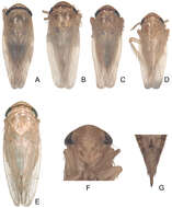 Plancia ëd Exitianus indicus Distant 1908