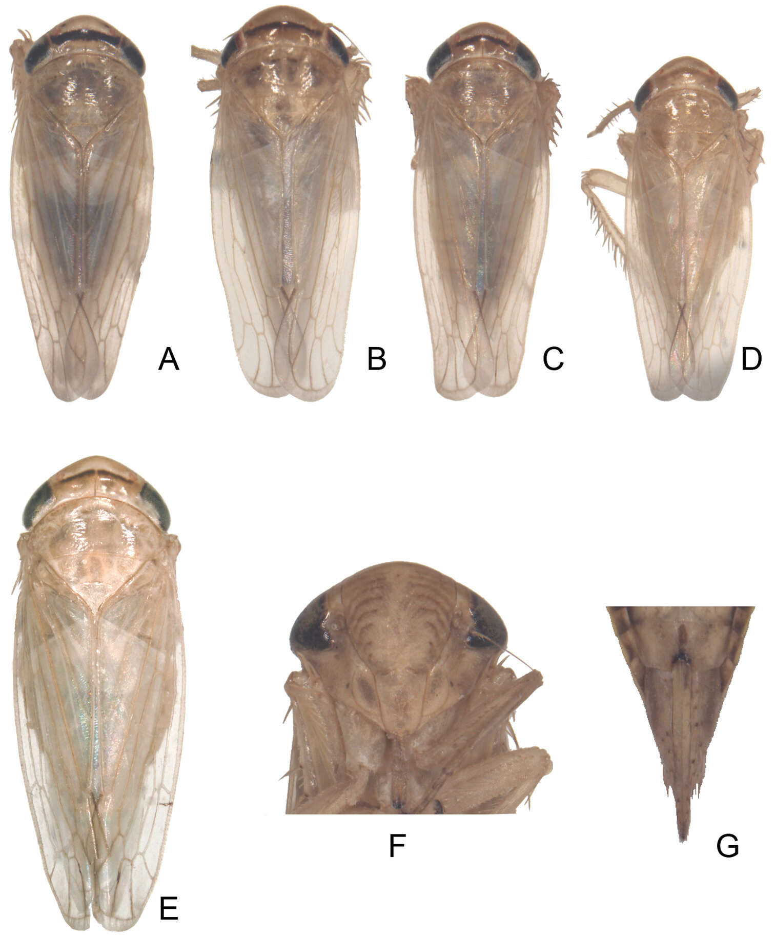 Sivun Exitianus indicus Distant 1908 kuva