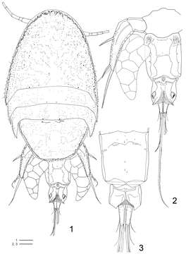 Image of Clausidium Kossmann 1874