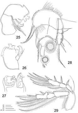 Image of Clausidium Kossmann 1874