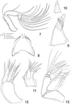 Image of Clausidium Kossmann 1874