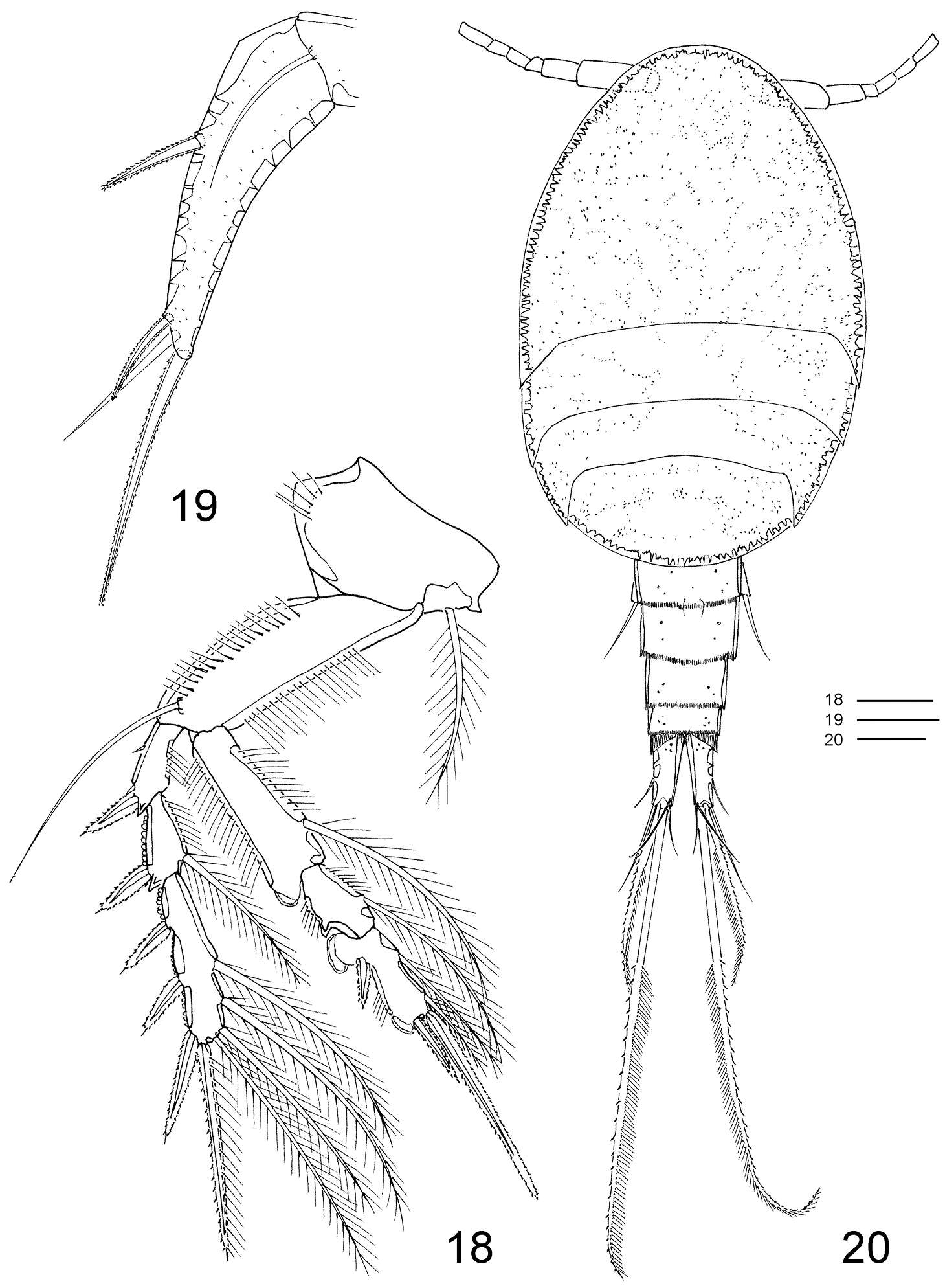 Image of Hexanauplia