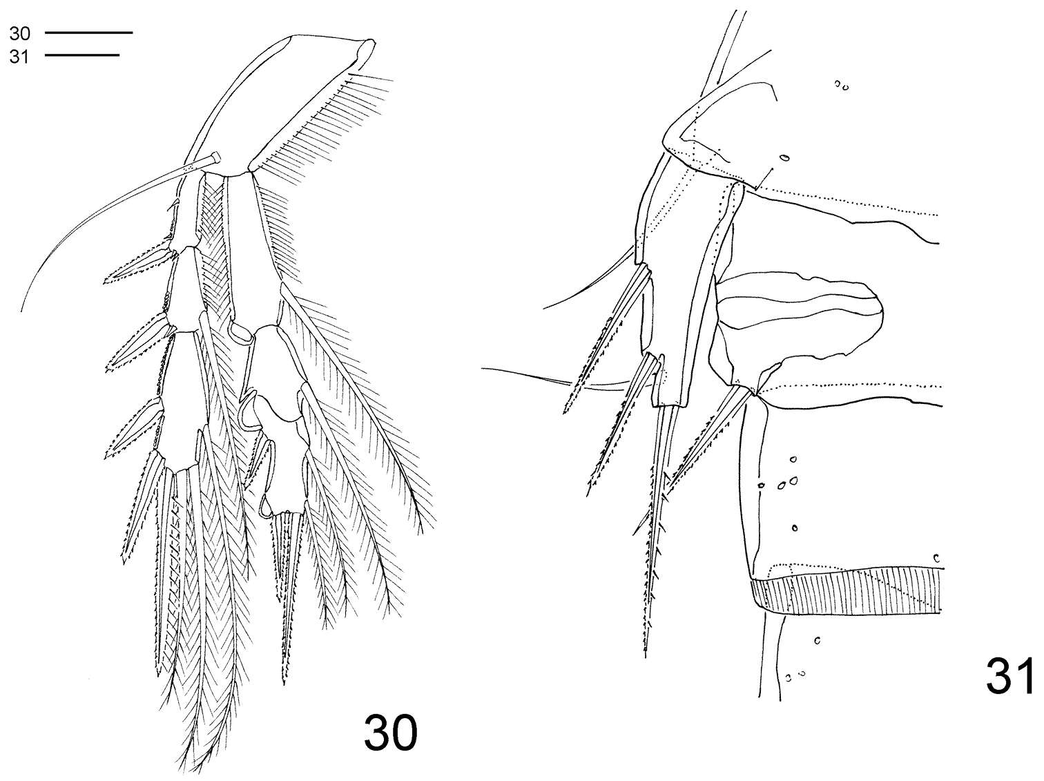 Image of Hexanauplia