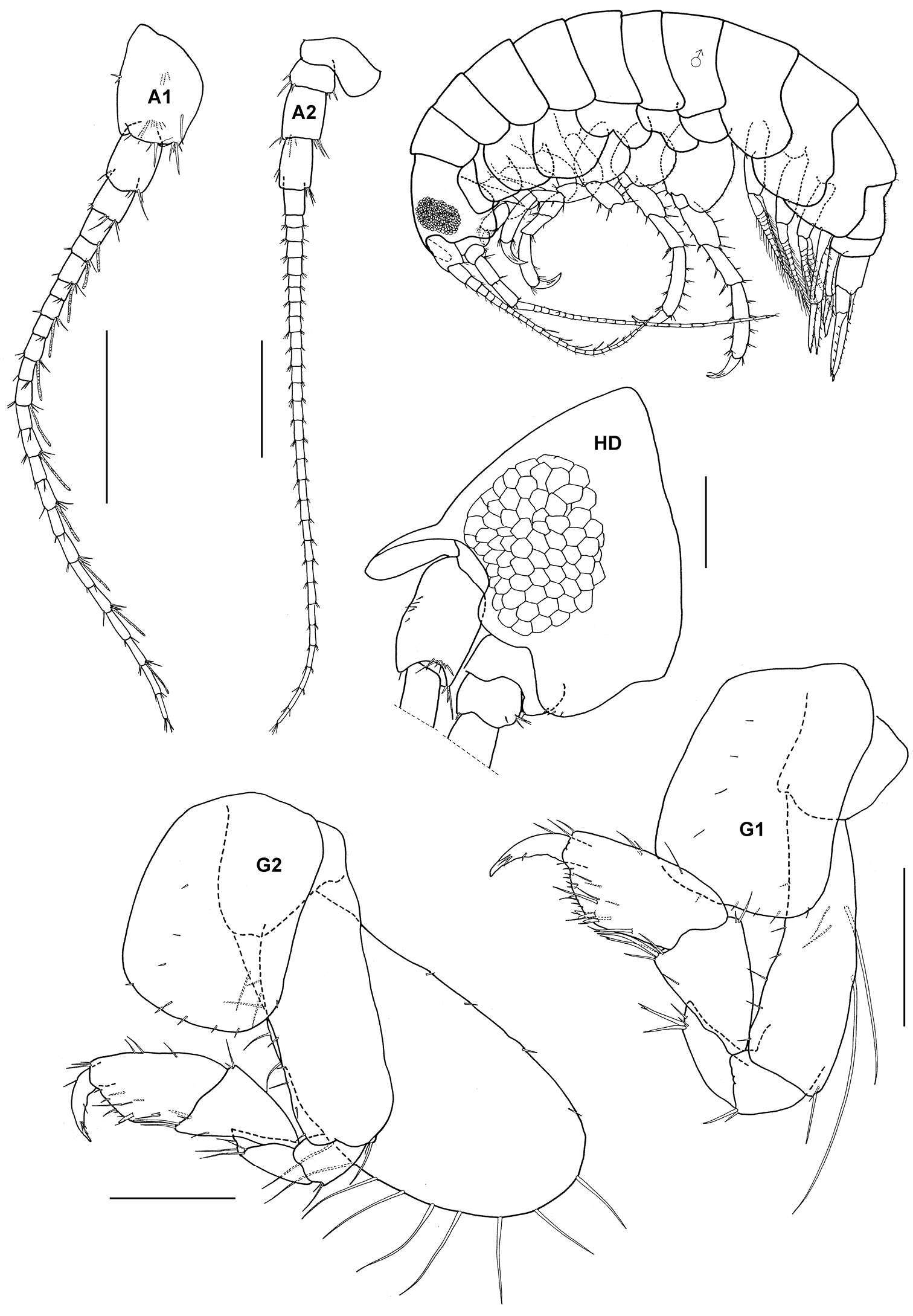 Image of Tethygeneia J. L. Barnard 1972