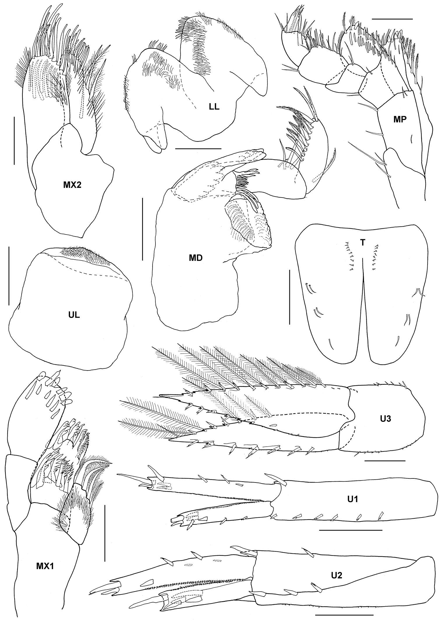 Image of Tethygeneia J. L. Barnard 1972