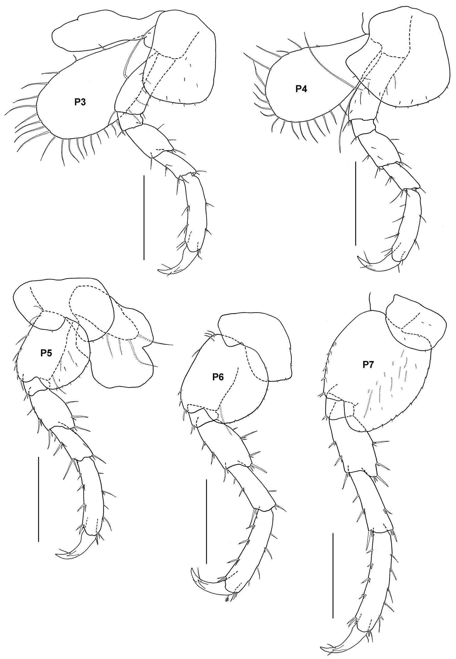 Image of Calliopioidea G. O. Sars 1895