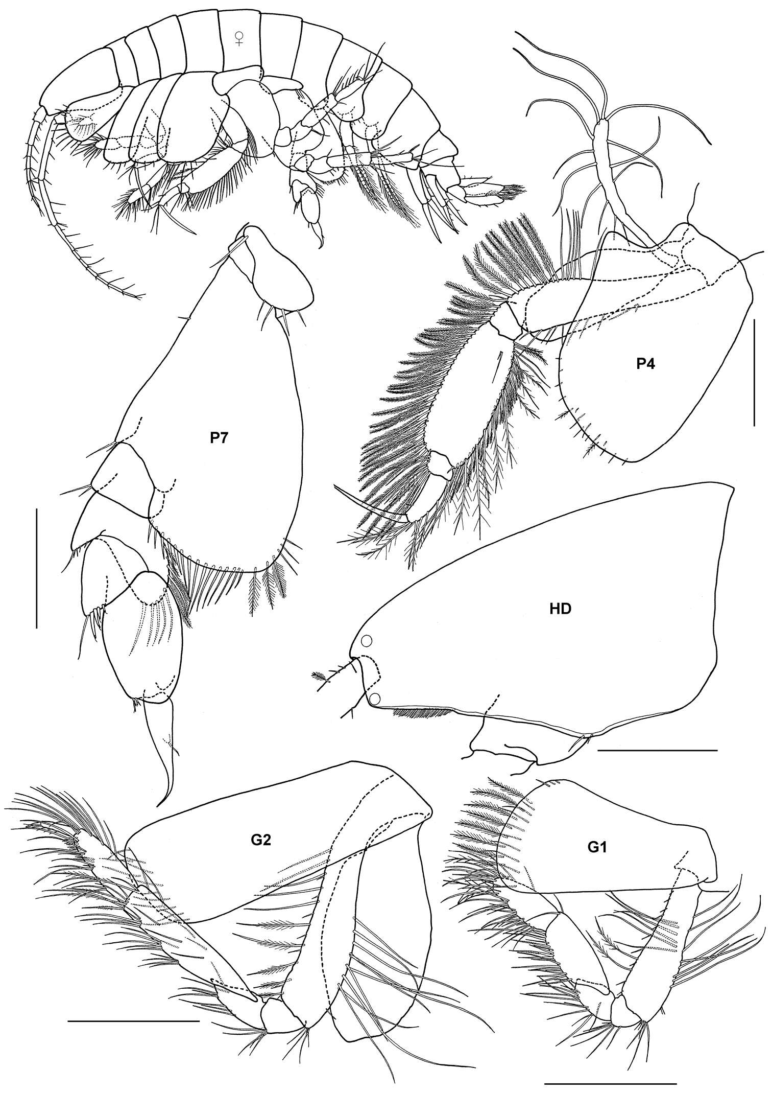 Plancia ëd Synopioidea Dana 1852