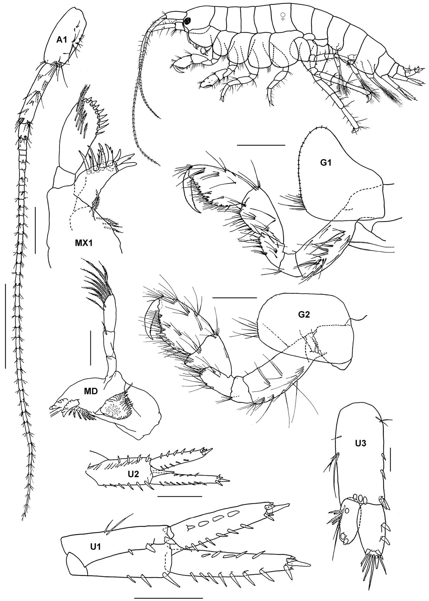 Sivun Corophioidea Leach 1814 kuva