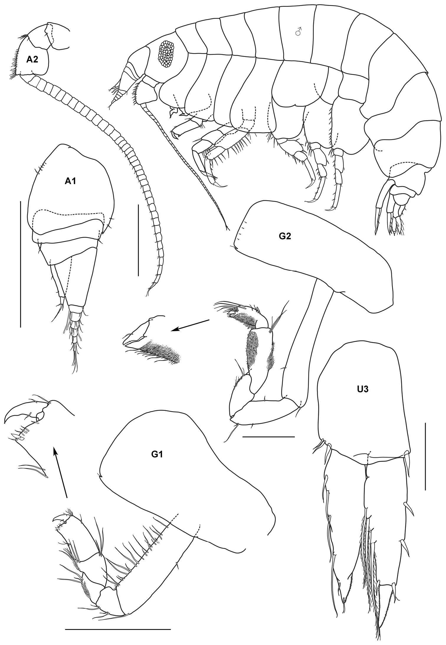 Image of Tryphosidae Lowry & Stoddart 1997