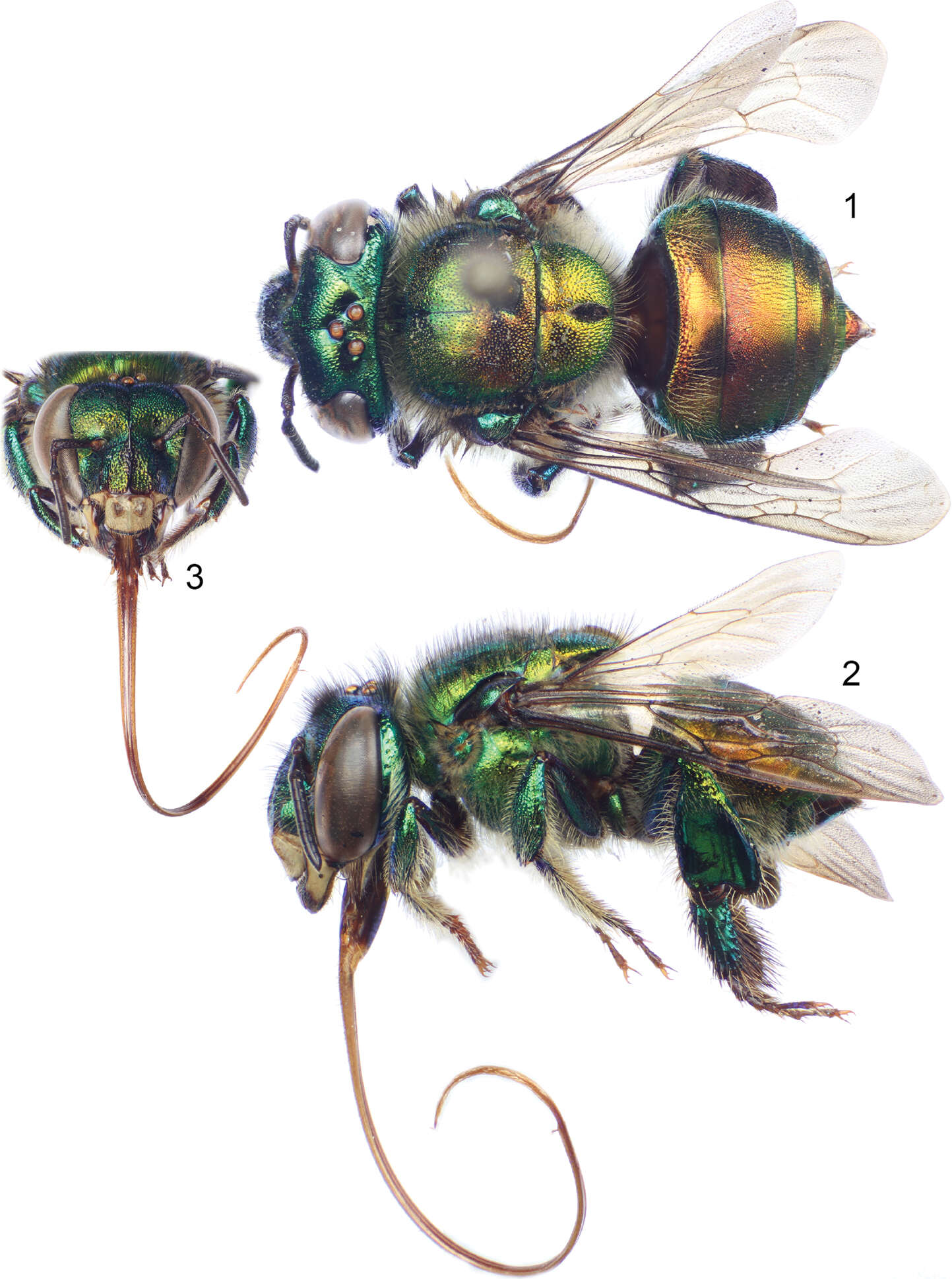 Image of Typical Orchid Bees