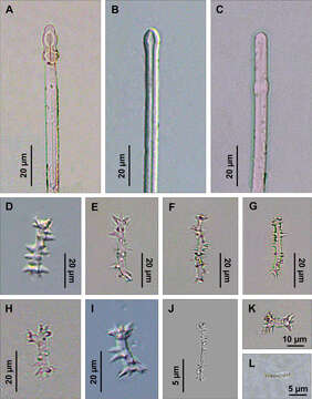 Image of boring sponges