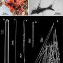 Image de Eurypon gracilis Bertolino, Calcinai & Pansini