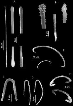 صورة Coelosphaeridae Dendy 1922