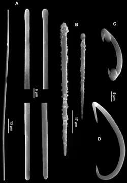 Image of Hymedesmiidae Topsent 1928