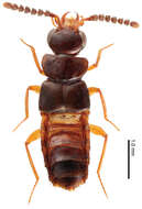 Image of Tetrasticta