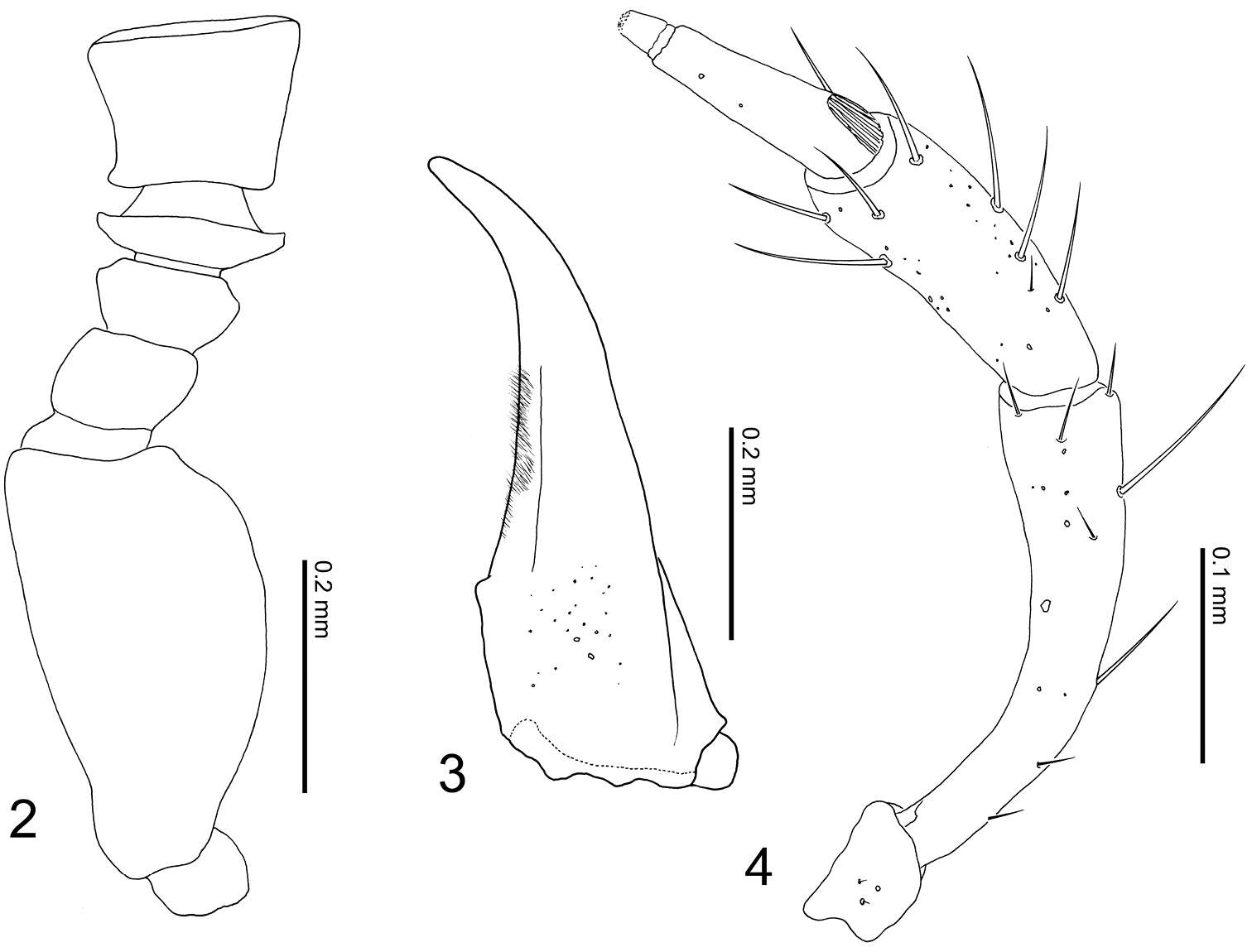 Image of Tetrasticta