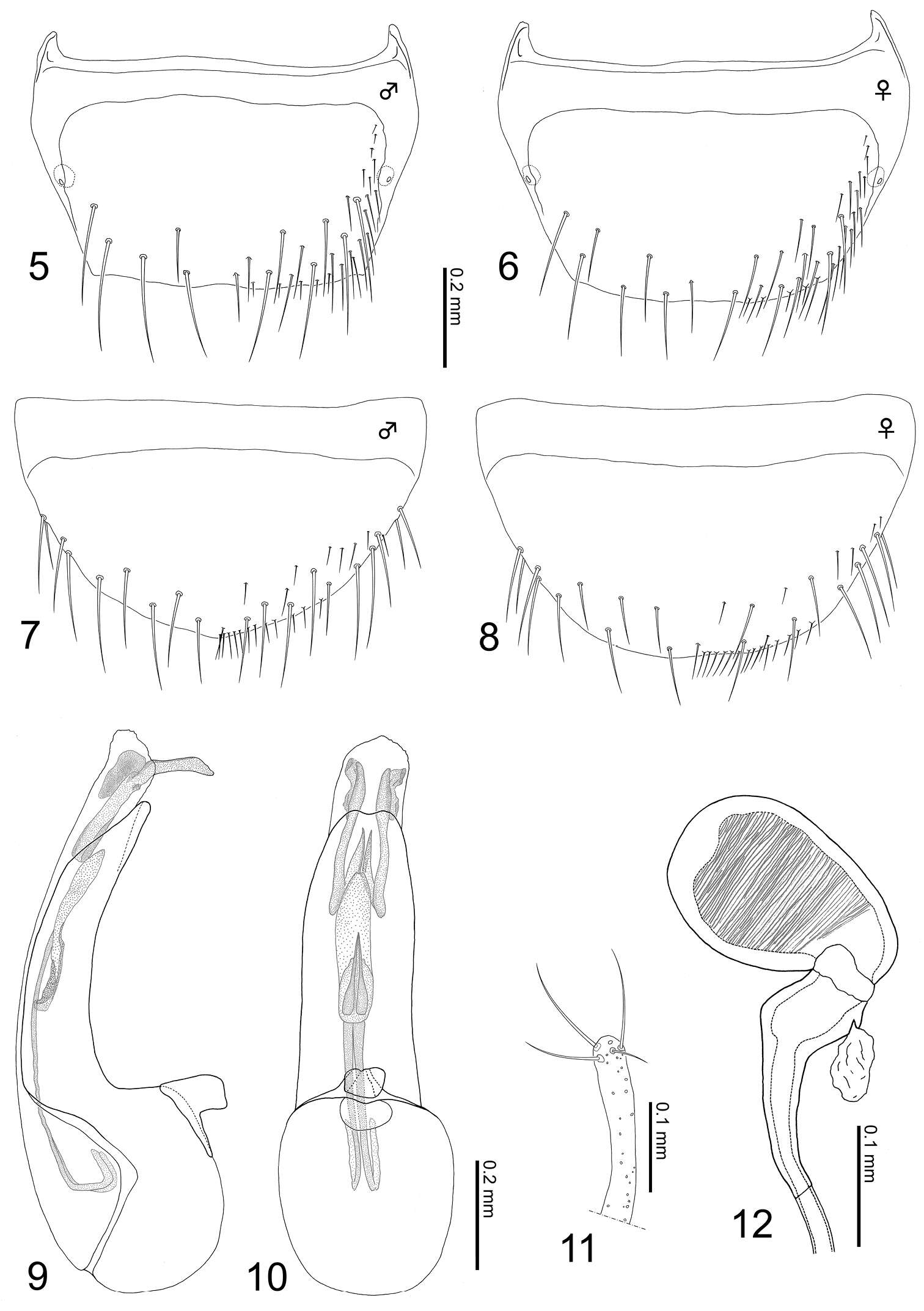 Image of Tetrasticta