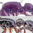 Image of Cerapachys anokha Bharti & Akbar 2013