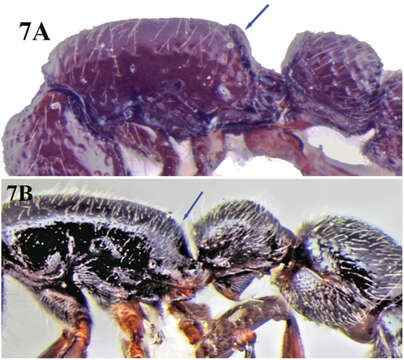 Image of Cerapachys