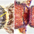 Image of Cerapachys wighti Bharti & Akbar 2013