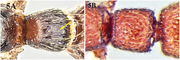 Image of Cerapachys wighti Bharti & Akbar 2013