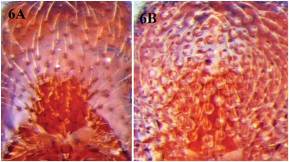 Image of Cerapachys wighti Bharti & Akbar 2013