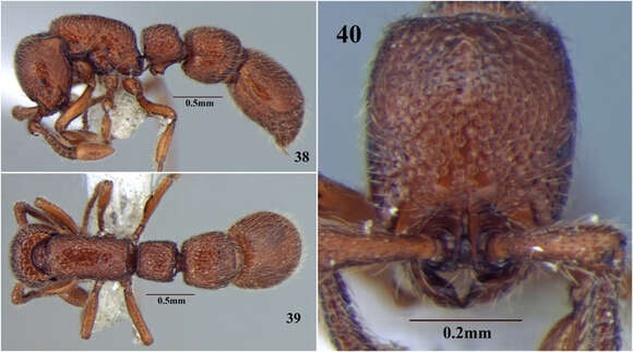 Слика од Cerapachys wighti Bharti & Akbar 2013