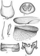 صورة <i>Symploce bispot</i> Feng & Woo 1988