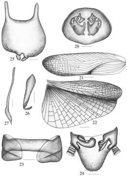 Image of <i>Symploce bispot</i> Feng & Woo 1988