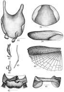 Image of Symploce paramarginata Wang & Che 2013