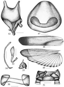 Image of Blattellinae