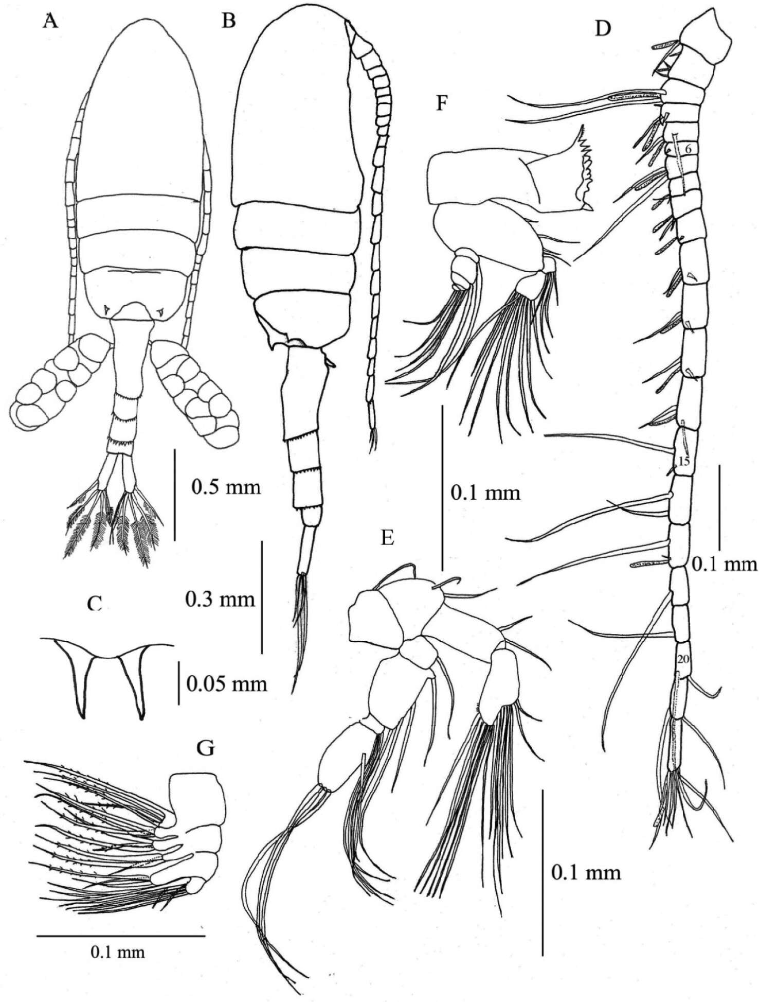 Image of Calanoid copepods